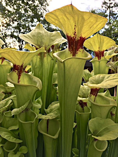 Sarracenia purpurea